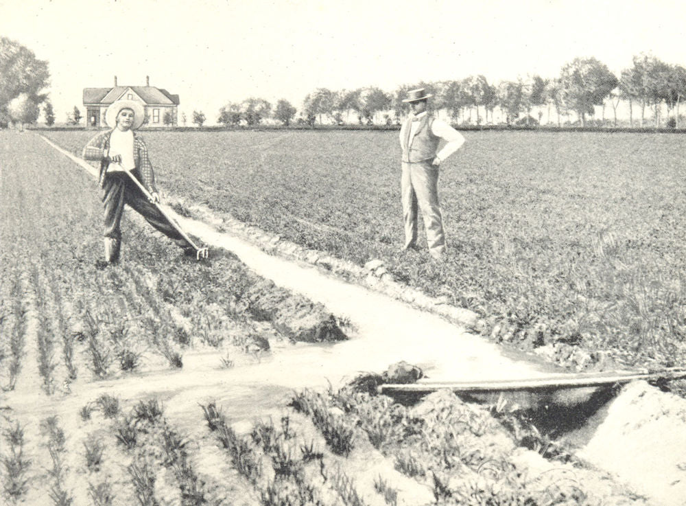 FARMING. Irrigation; Irrigating a Wheat Field by Furrow Flooding 1912 print